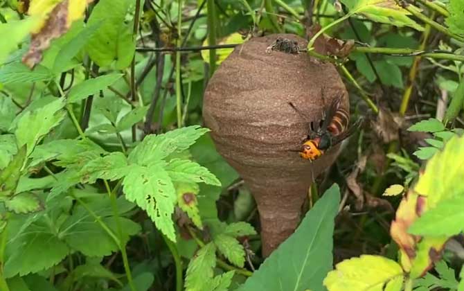 地王蜂