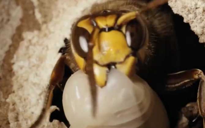地窝蜂是什么蜂？