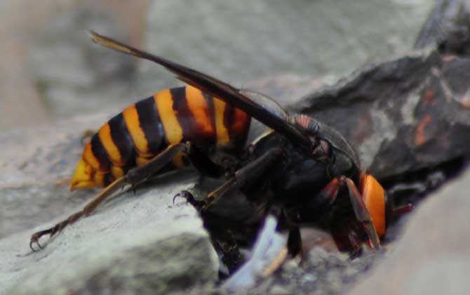 毒性最强的马蜂是什么蜂？