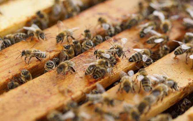 冬季蜜蜂什么时候治螨？
