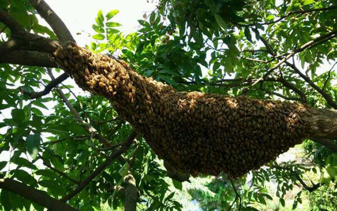 蜂群逃跑一般跑多远？