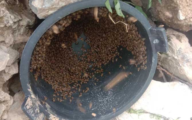 蜂桶怎样做才能引来蜜蜂？