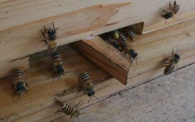 刚开始养蜂要注意什么？