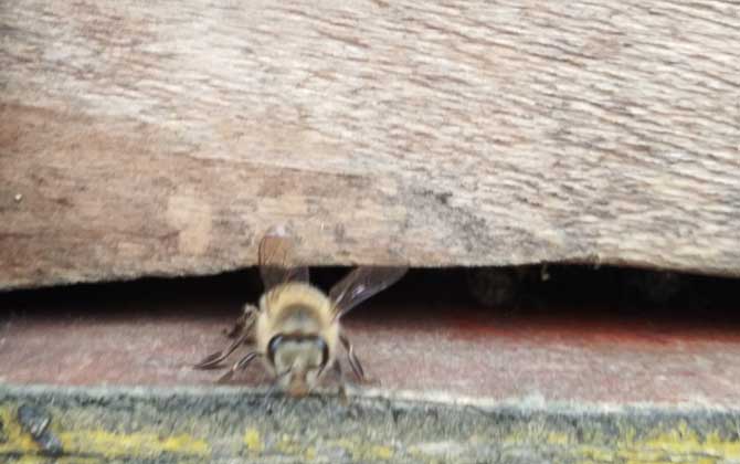 刚收回来的蜜蜂要几天才稳定？