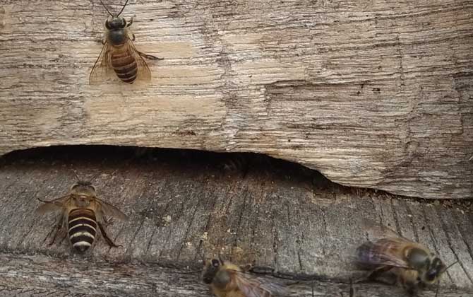 刚抓回来的野蜂要怎么养？