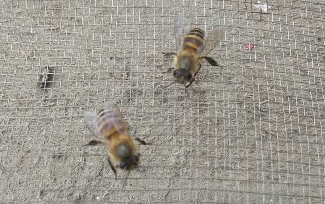 工蜂和雄蜂的区别