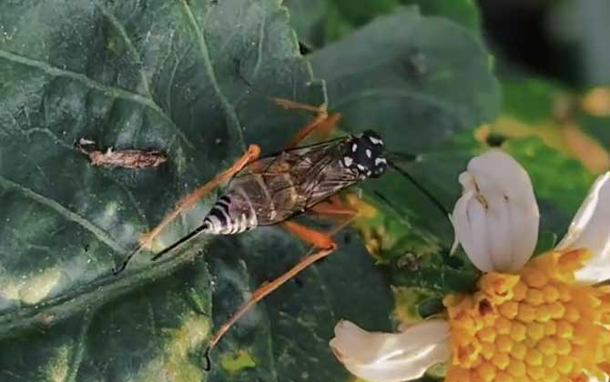 和马蜂很像的是什么蜂？