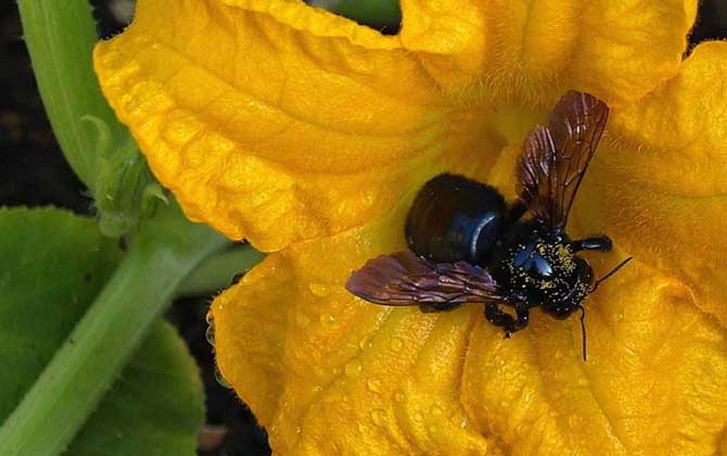 黑竹蜂咬到人会有毒吗？