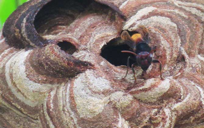 马蜂能产蜂蜜吗？