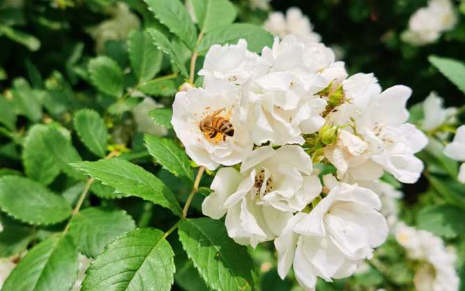 家里飞来蜜蜂暗示什么？