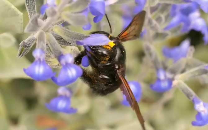 家里常出现的黑色蜜蜂是什么？