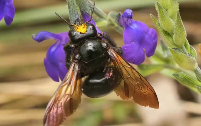 木蜂