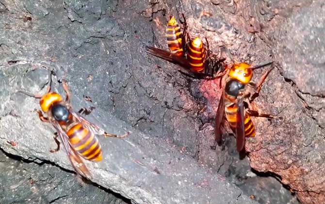 金环胡蜂有毒吗？