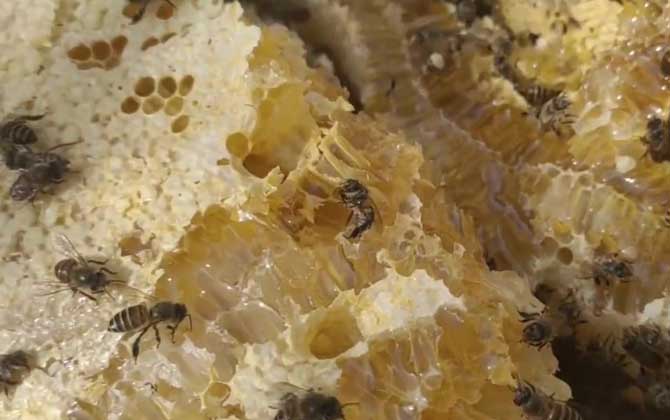 来例假可以吃蜂巢蜜吗？
