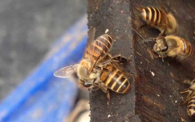 蜜蜂和马蜂哪个毒性大？