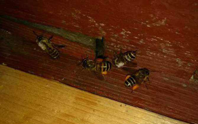 怎么分辨是被蜜蜂还是马蜂蛰？