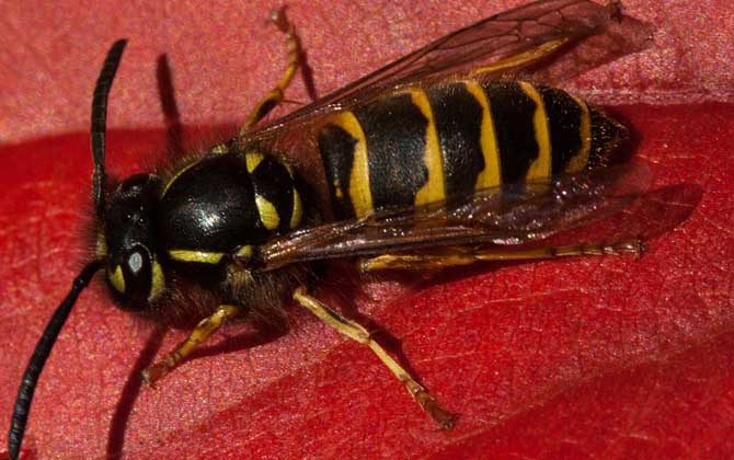 马蜂和黄蜂哪个毒性大？