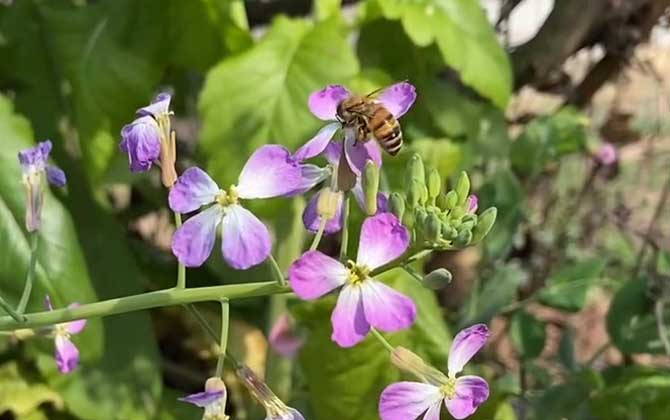 蜜蜂采了打药的花怎么办？