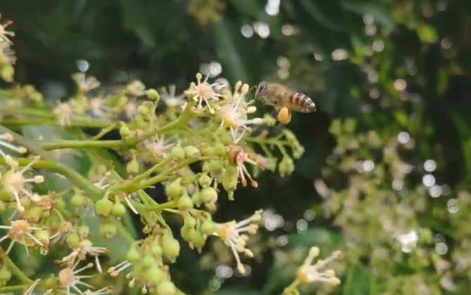 蜜蜂的蜂读feng还是fong？