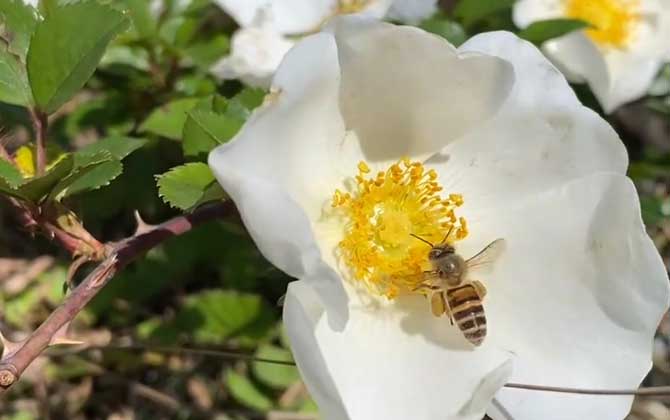 蜜蜂象征什么品质和精神？