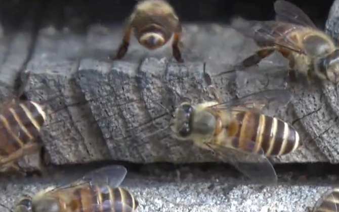 蜜蜂出现很多黑蜂是什么预兆？