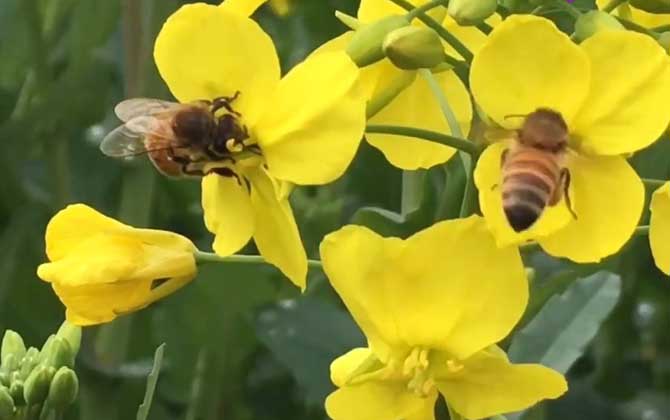 蜜蜂的生活习性和特征