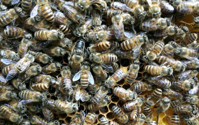 蜜蜂的首领是蜂王还是蜂后？