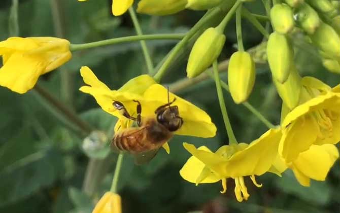 蜜蜂的习性和生长过程