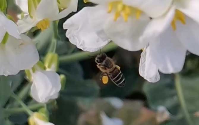 蜜蜂会无缘无故攻击人吗？