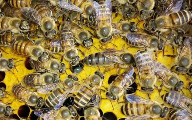 蜜蜂分几种类型？