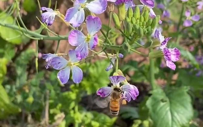 蜜蜂会蜇人吗？