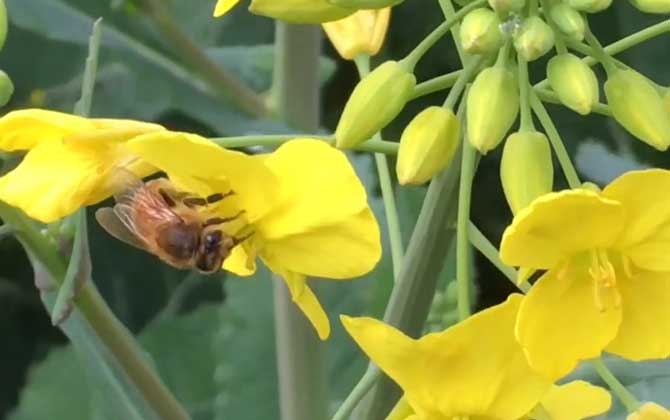 蜜蜂脚上两坨黄黄的是什么？