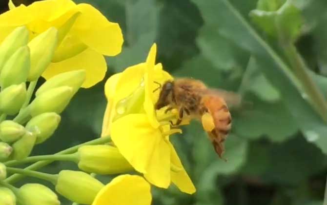 蜜蜂具有社群行为吗？