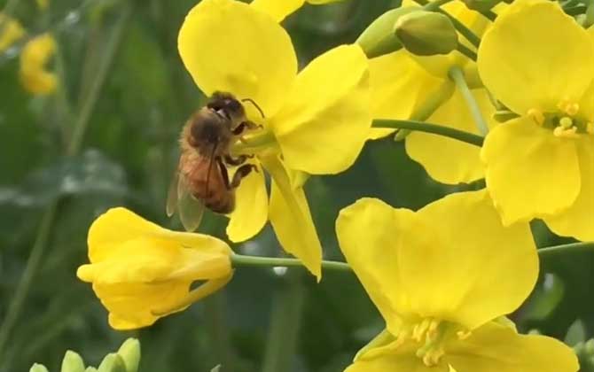 蜜蜂靠什么找到回家的路？