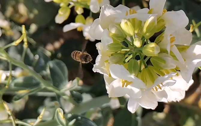 蜜蜂是鸟类还是昆虫类？