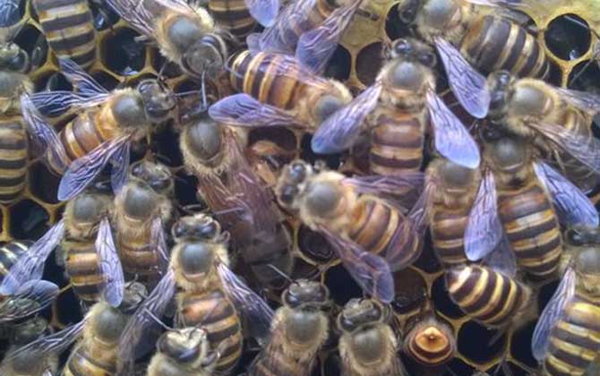蜜蜂没有蜂王怎样才能养活？