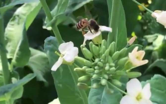 蜜蜂酿蜜的原因及过程