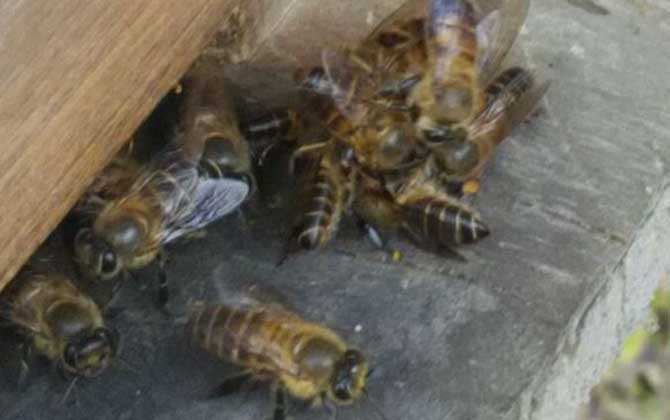 蜜蜂群居生活是什么关系？