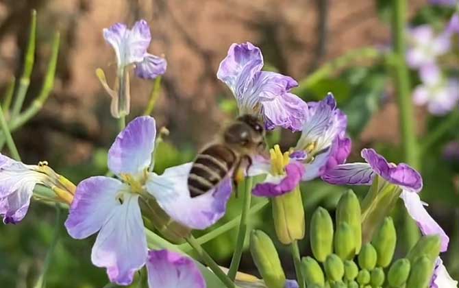 蜜蜂是群居动物还是独居动物？