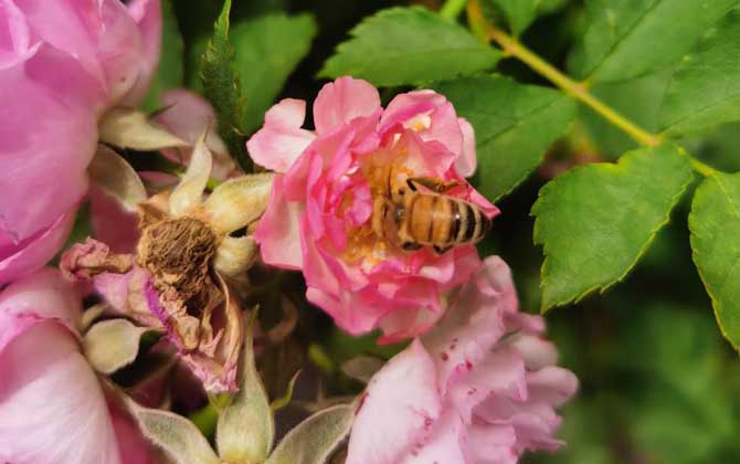 蜜蜂是完全变态发育吗？