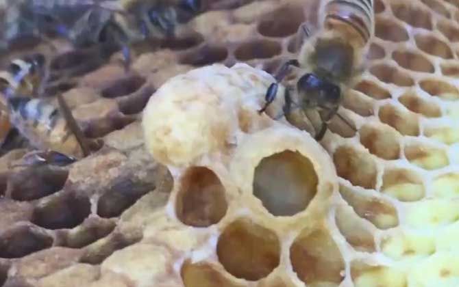 蜜蜂起了好多王台是为什么？