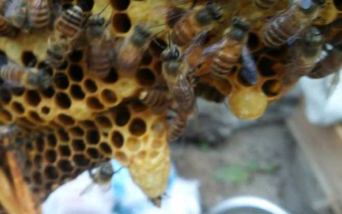 蜜蜂起两个王台是不是分蜂台？