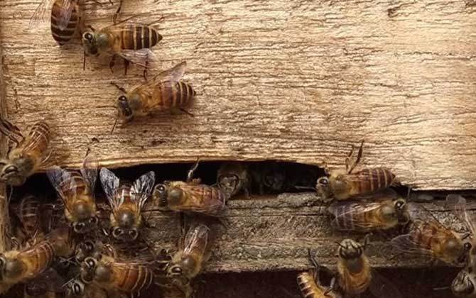 蜜蜂逃跑一般会跑多远的地方？