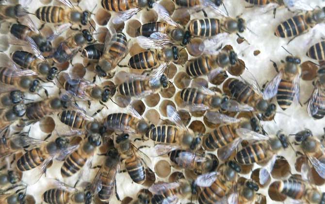 蜜蜂拖幼虫是什么原因？