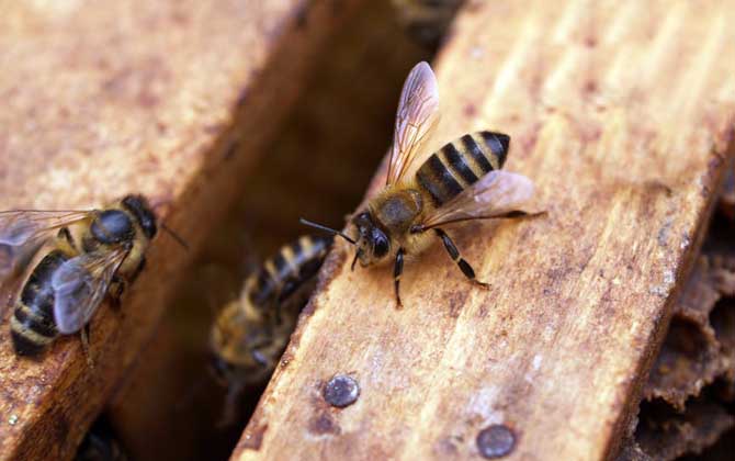蜜蜂养殖是什么行业？