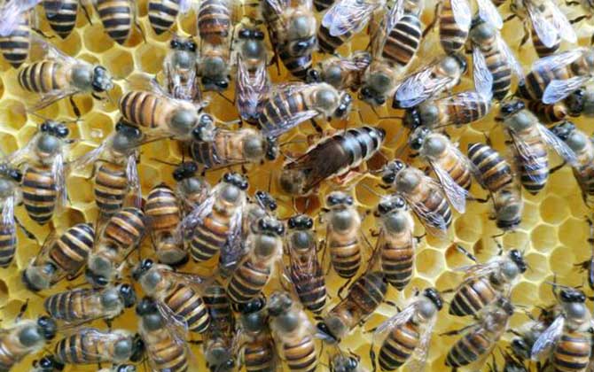 蜜蜂一群有多少只蜂？