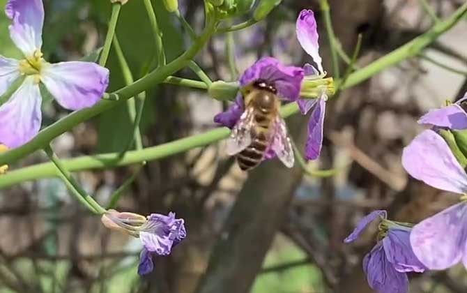 蜜蜂