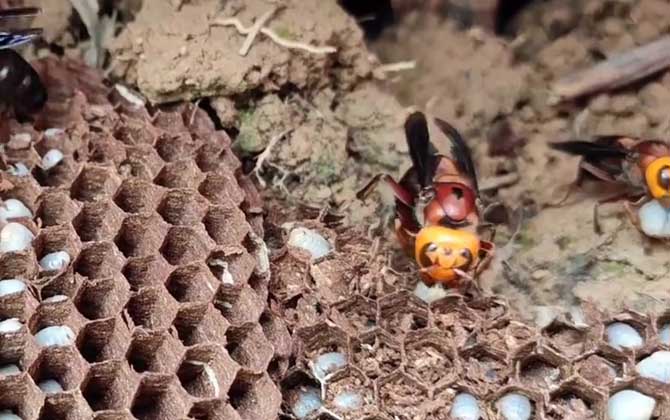 牛角蜂有毒吗？
