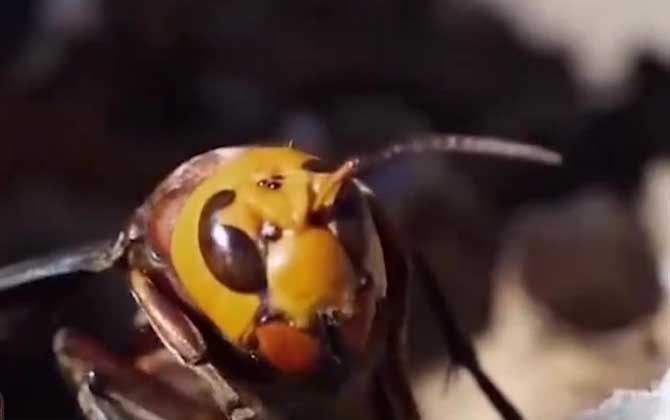 一只牛角蜂蛰了会不会死人？