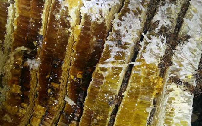 哪里可以买到正宗的土蜂蜜？